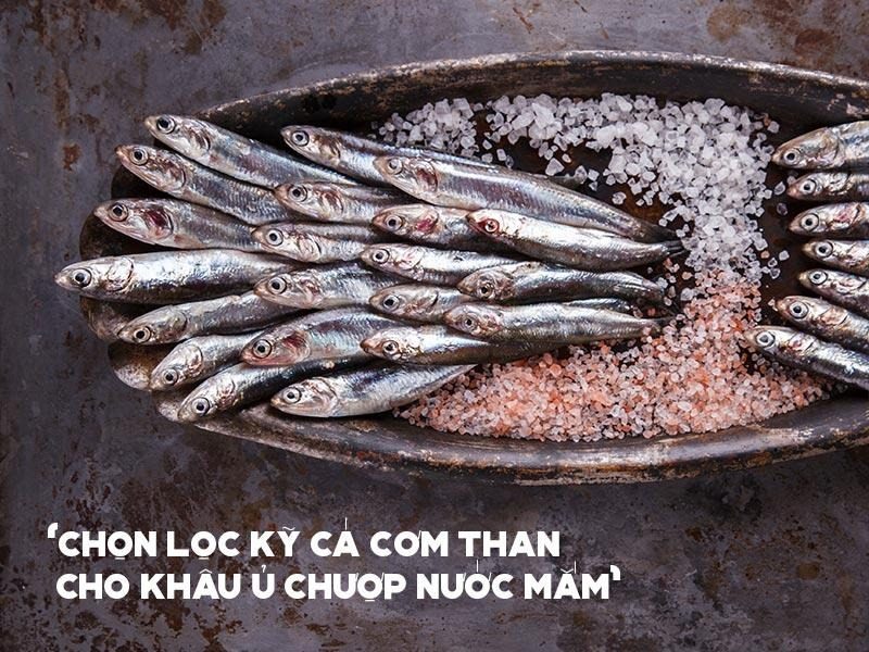 Chọn lọc cá cơm than đạt chuẩn cho khâu ủ chượp nước mắm